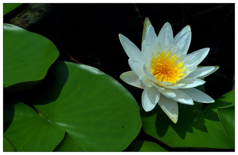 《睡莲花开》