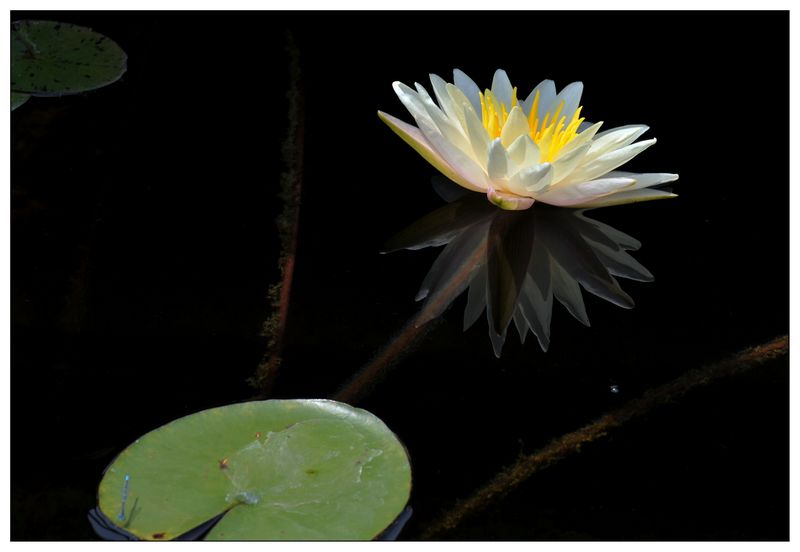 《睡莲花开》