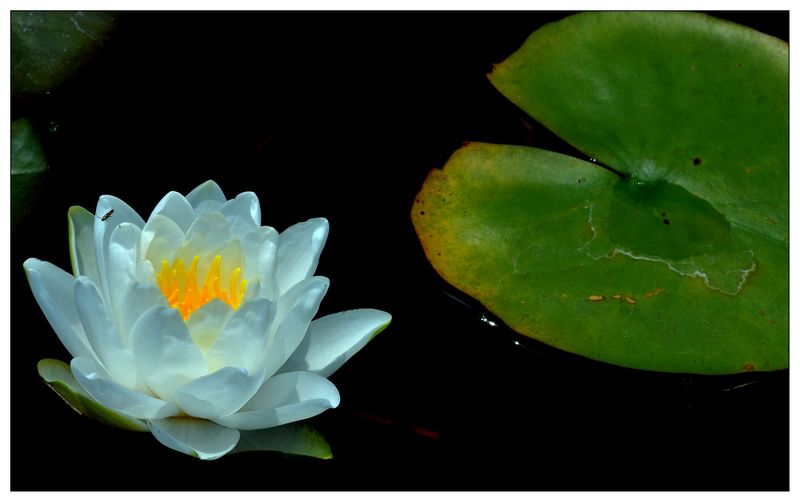 《睡莲花开》