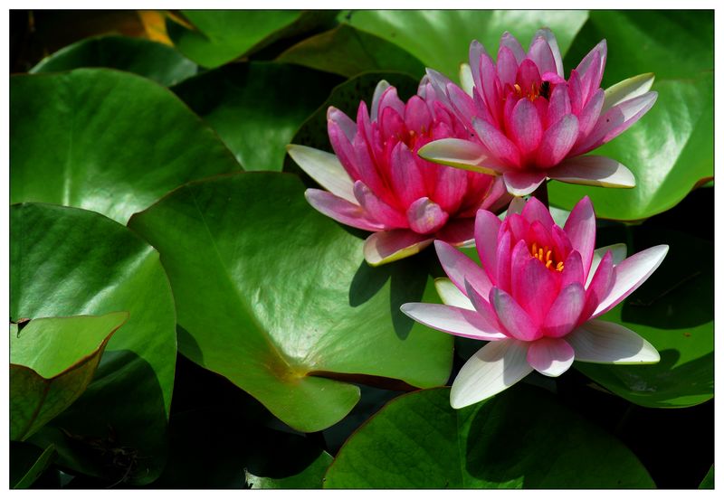 《睡莲花开》