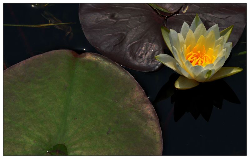 《睡莲花开》
