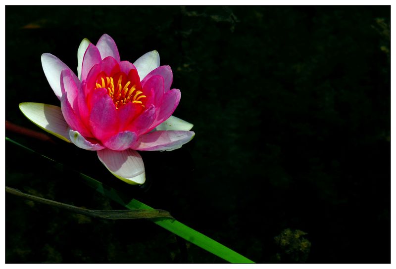 《睡莲花开》