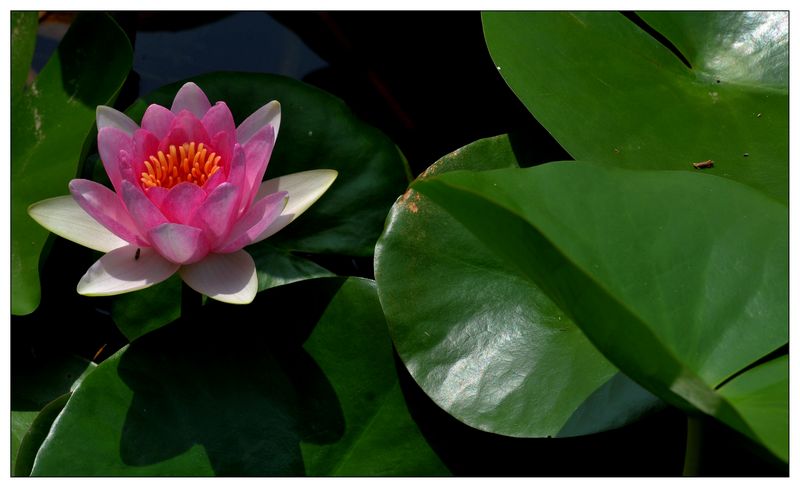 《睡莲花开》