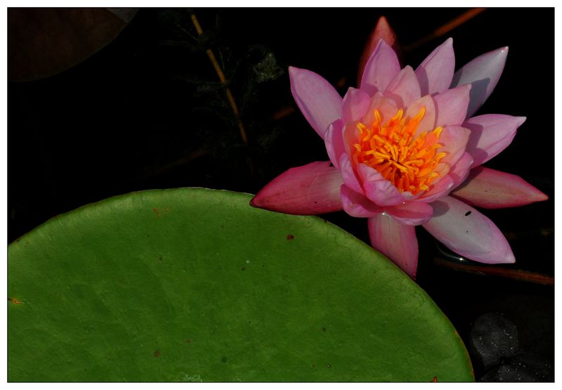 《睡莲花开》