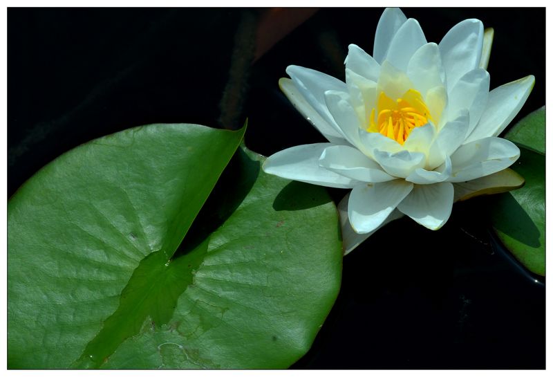 《睡莲花开》