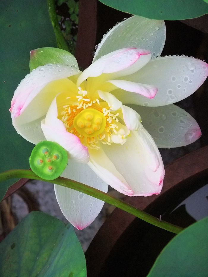 [原创]新蕾公园的微型盆栽荷花