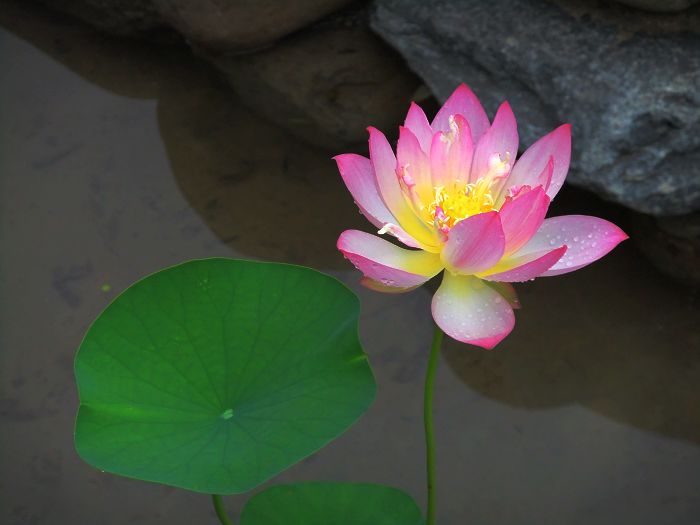 [原创]新蕾公园的微型盆栽荷花