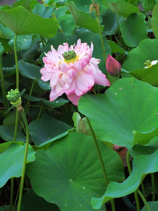 [原创]新蕾公园的微型盆栽荷花