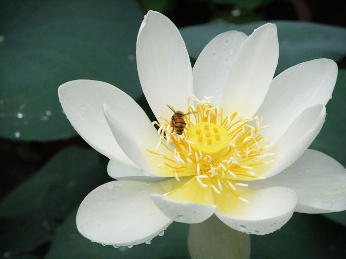[原创]新蕾公园的微型盆栽荷花