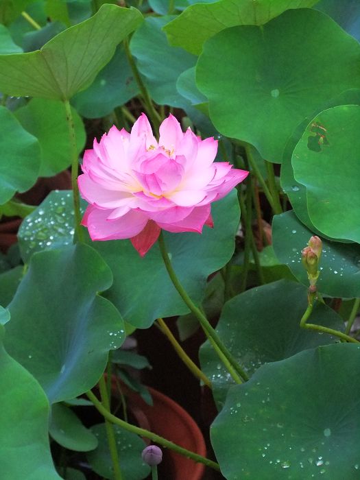 [原创]新蕾公园的微型盆栽荷花