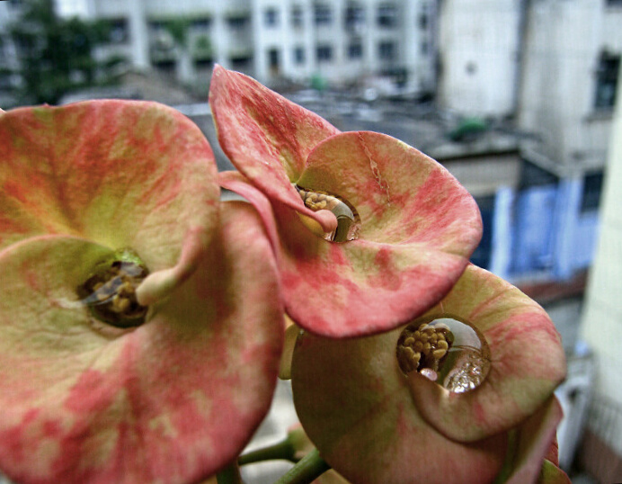 信手拈来——雨后阳台上的麒麟王