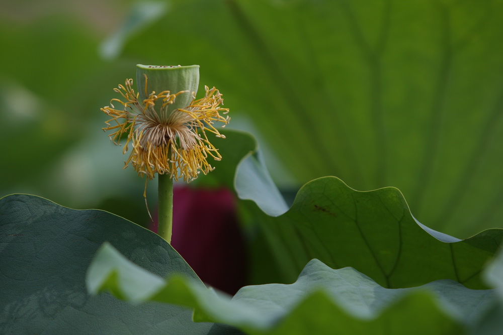 学拍荷花