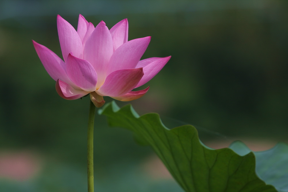 学拍荷花