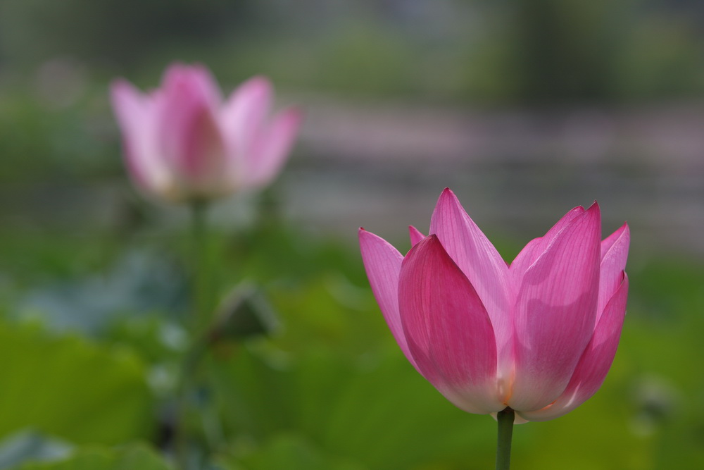学拍荷花