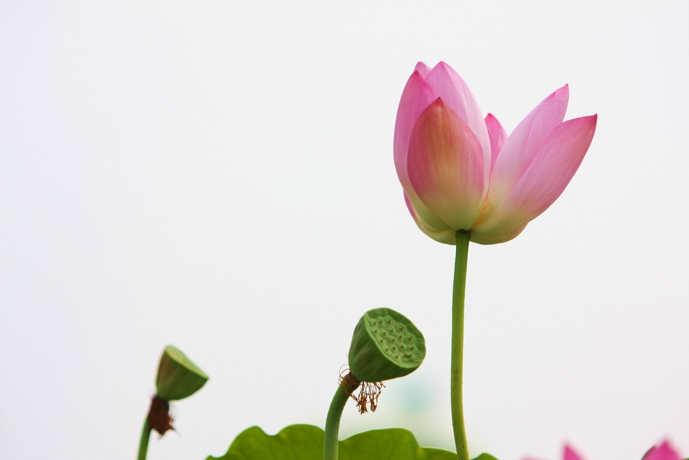 学拍荷花