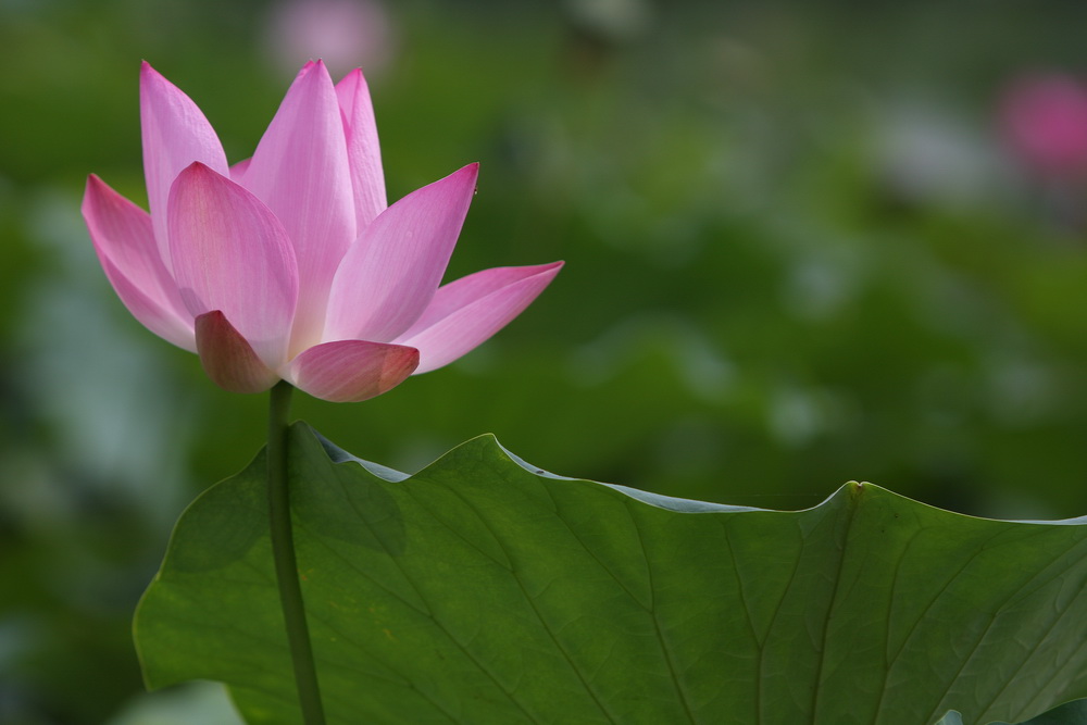学拍荷花