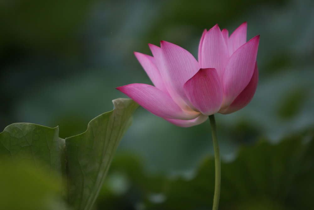 学拍荷花