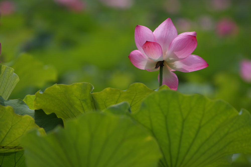 学拍荷花
