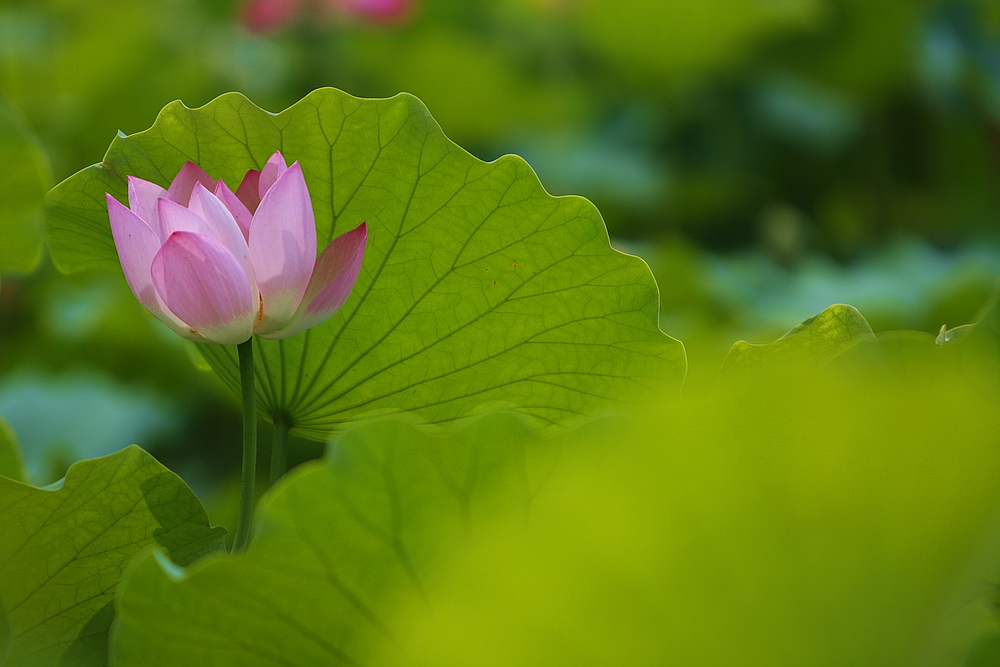 学拍荷花
