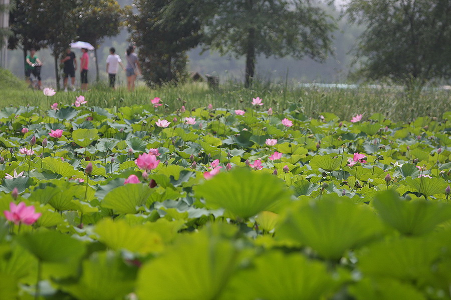 学拍荷花