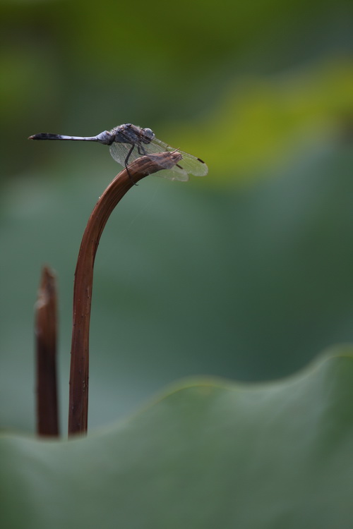 学拍荷花
