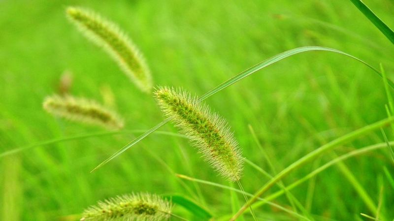 [原创]绿.....