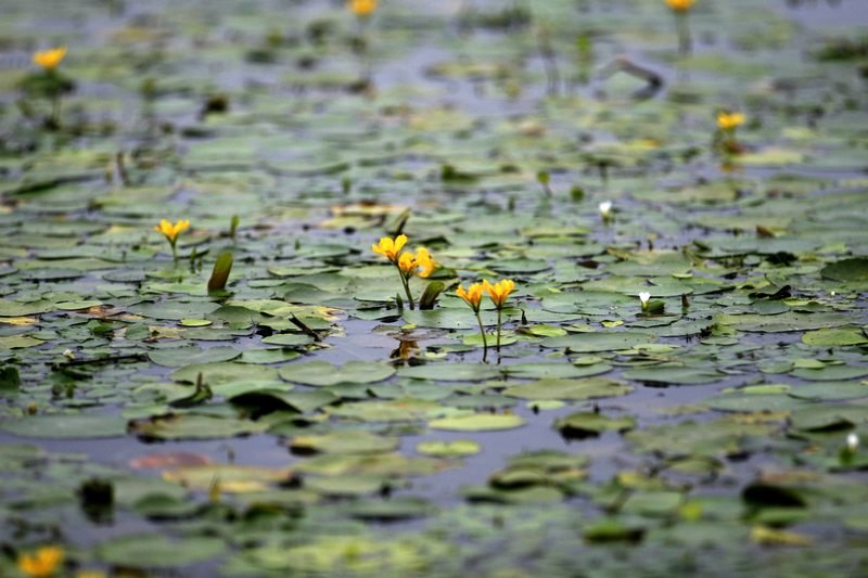东平湖采风行花絮