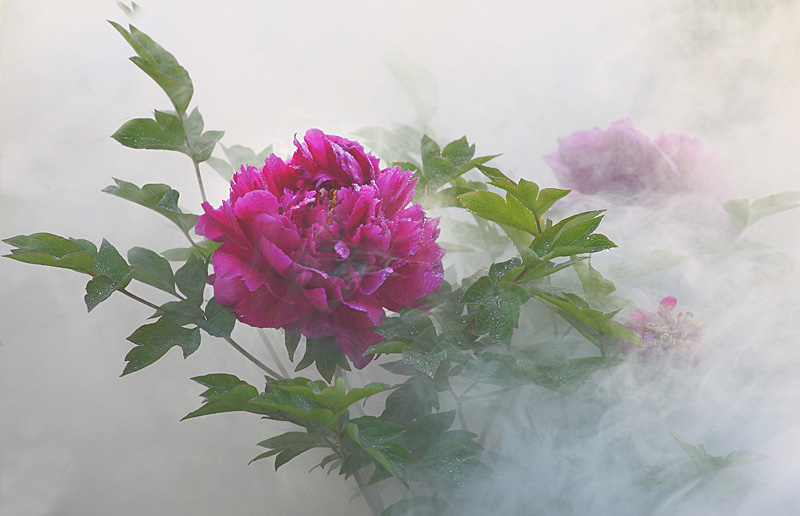 那时花开（不断添加中）
