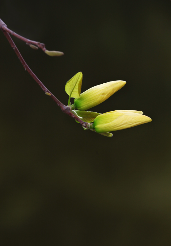 那时花开（不断添加中）