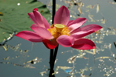 [原创]荷花与蜻蜓