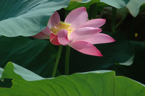 [原创]荷花与蜻蜓