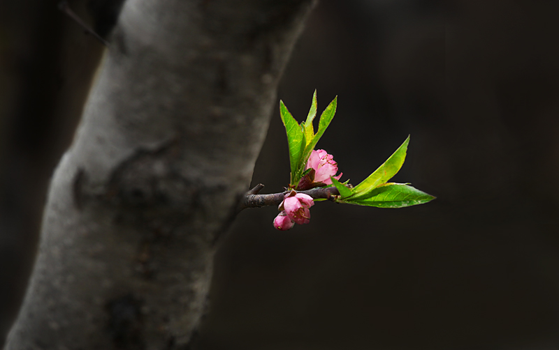 那时花开（不断添加中）