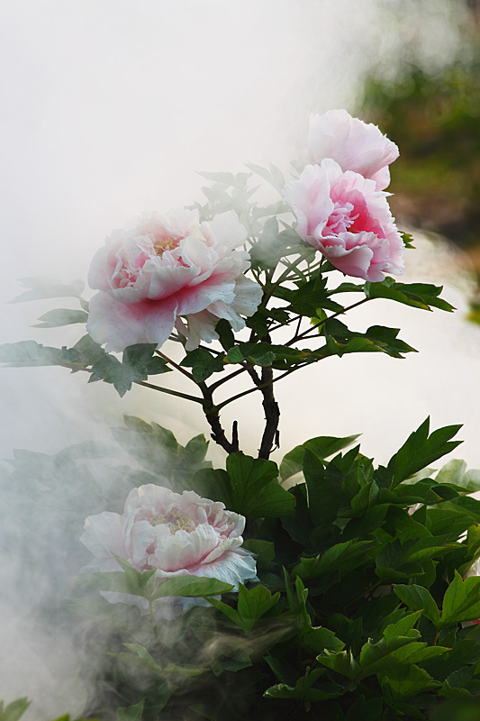 那时花开（不断添加中）