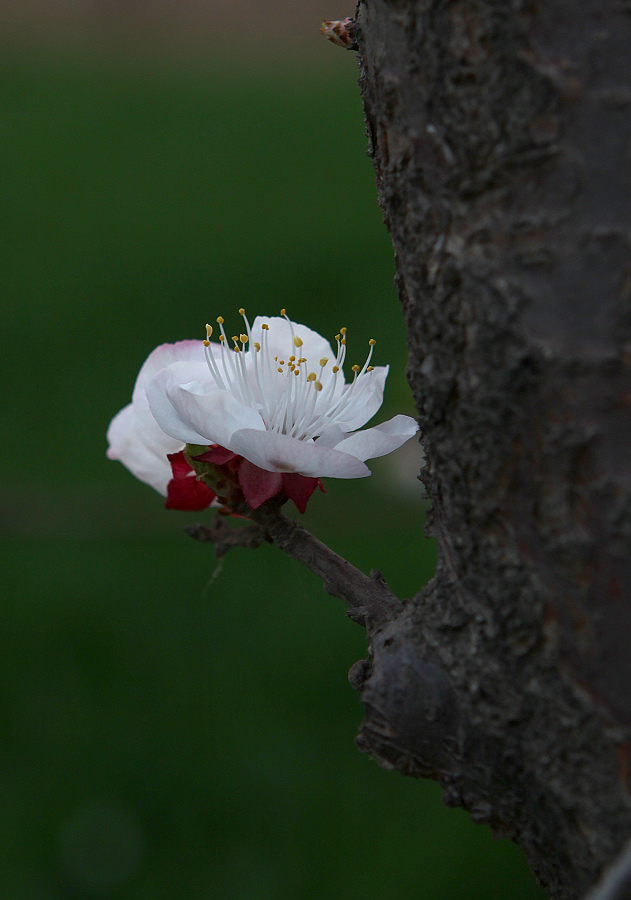 那时花开（不断添加中）