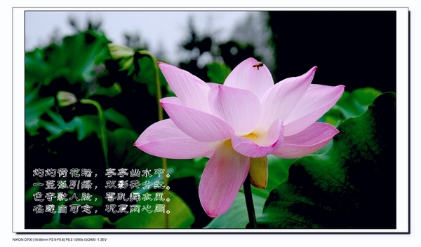 荷花作品