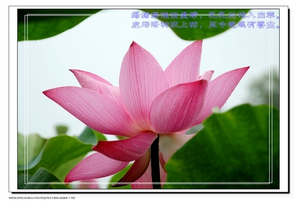 荷花作品