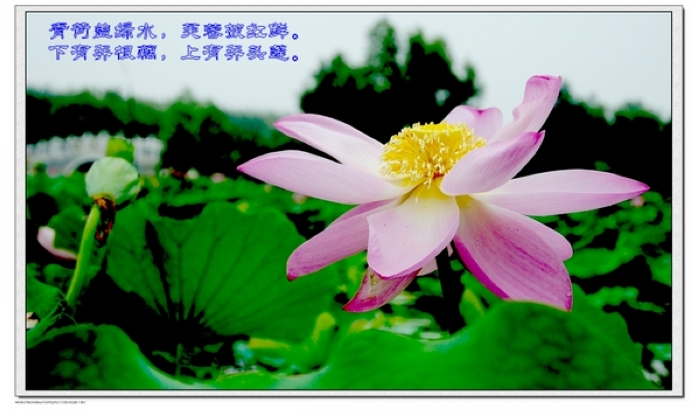 荷花作品