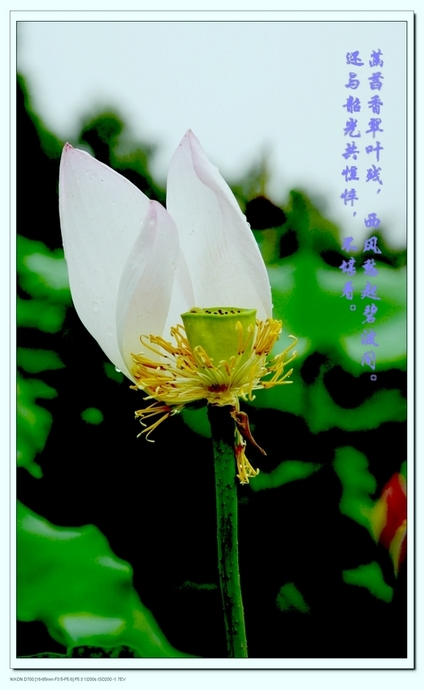 荷花作品