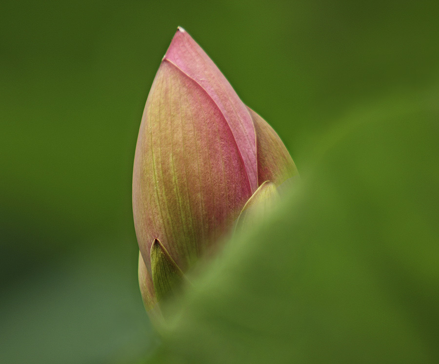 那时花开（不断添加中）