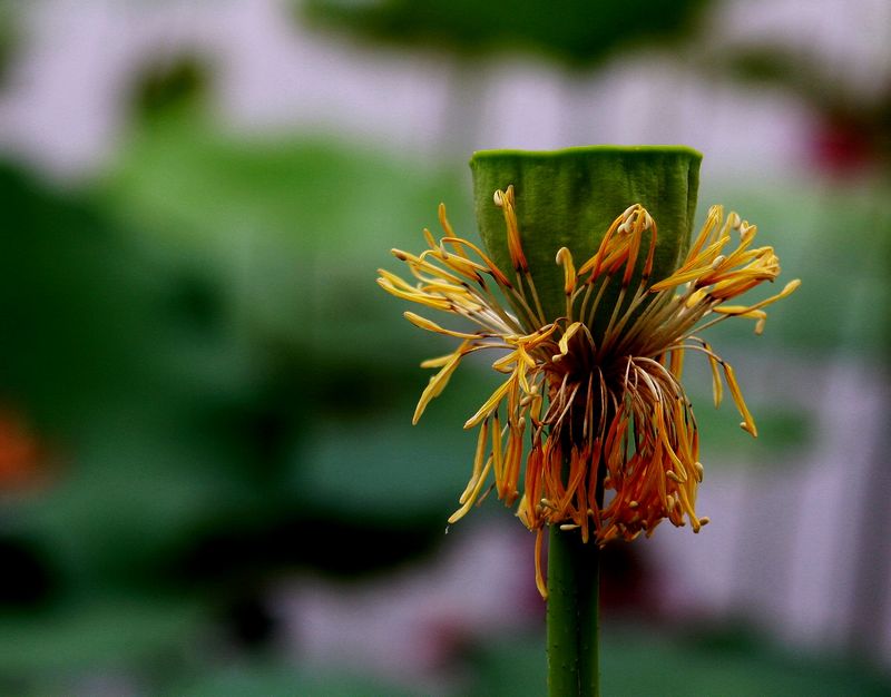 [雨荷