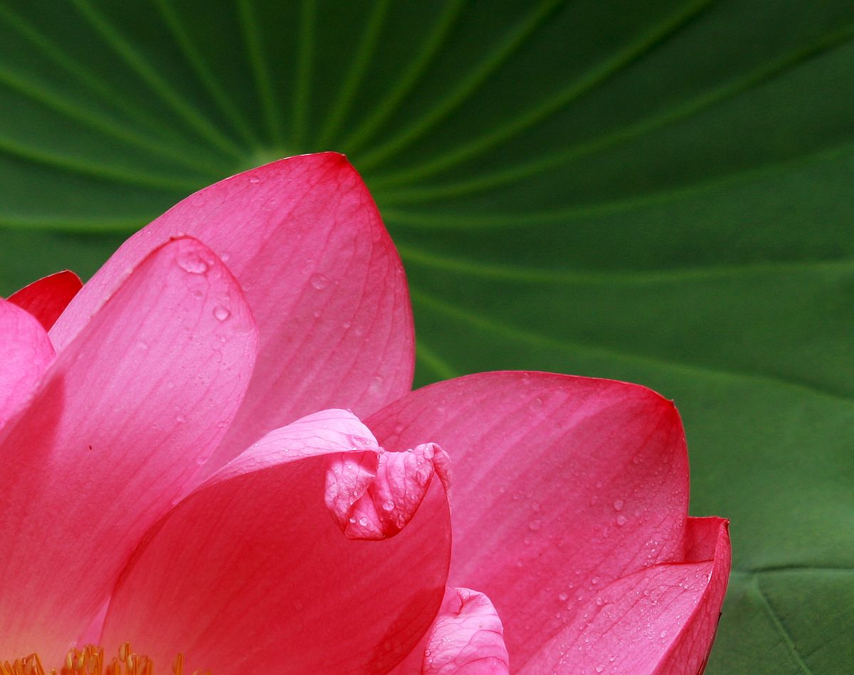 [雨荷
