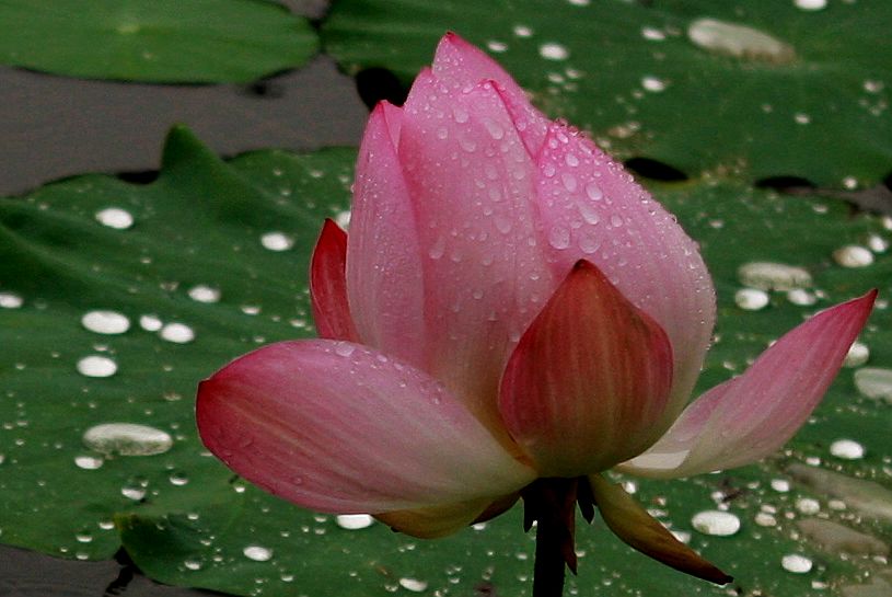 [雨荷