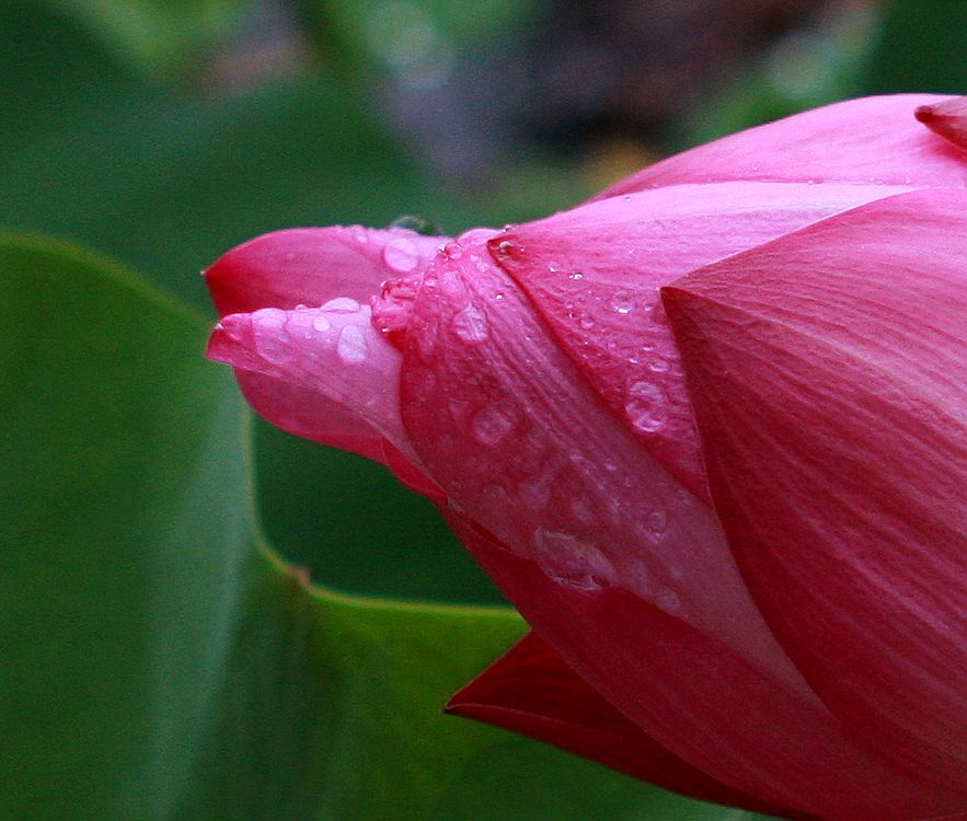 [雨荷