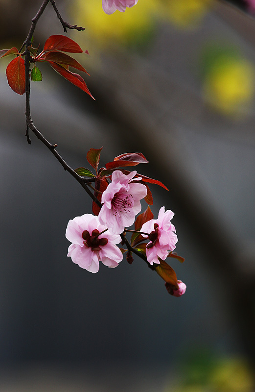 那时花开（不断添加中）