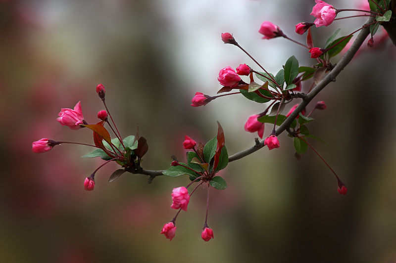 那时花开（不断添加中）