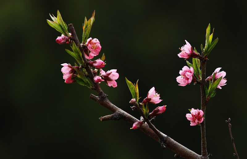 那时花开（不断添加中）