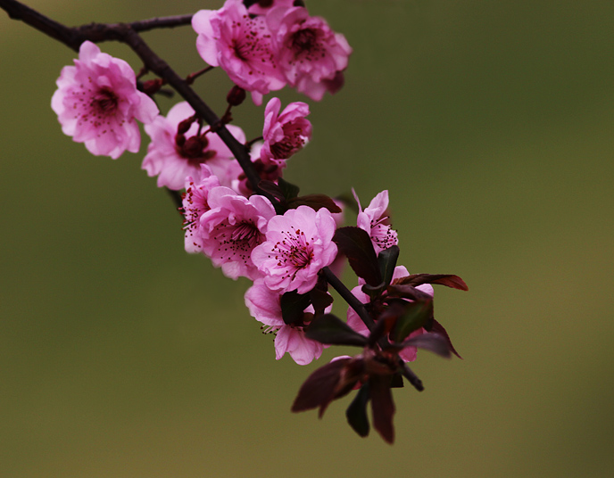 那时花开（不断添加中）