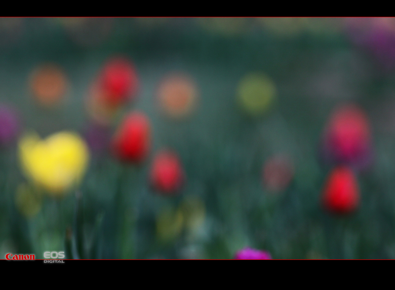 那时花开（不断添加中）