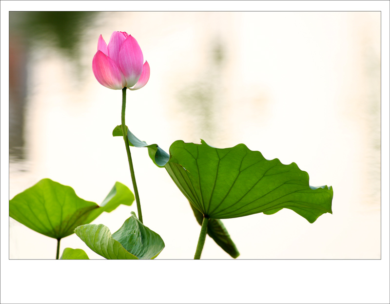 那时花开（不断添加中）