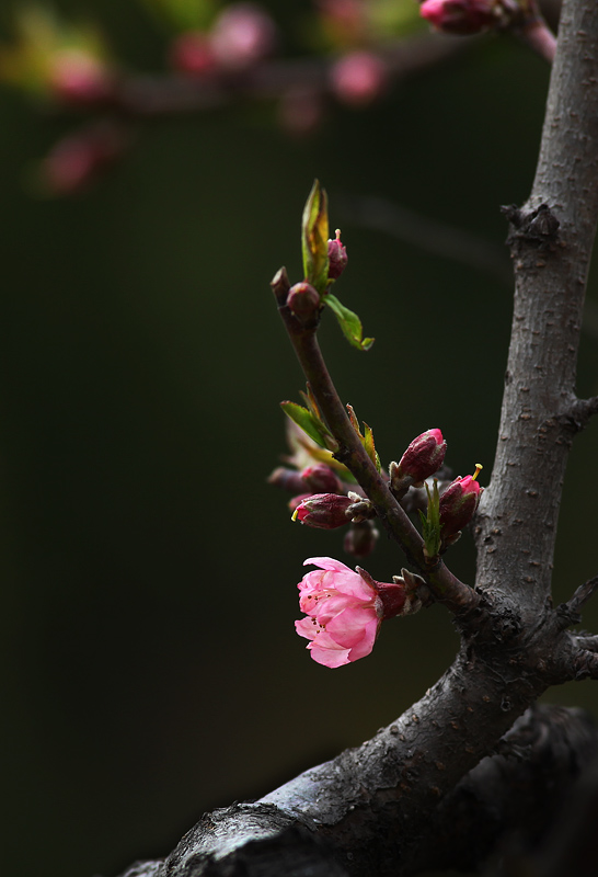 那时花开（不断添加中）